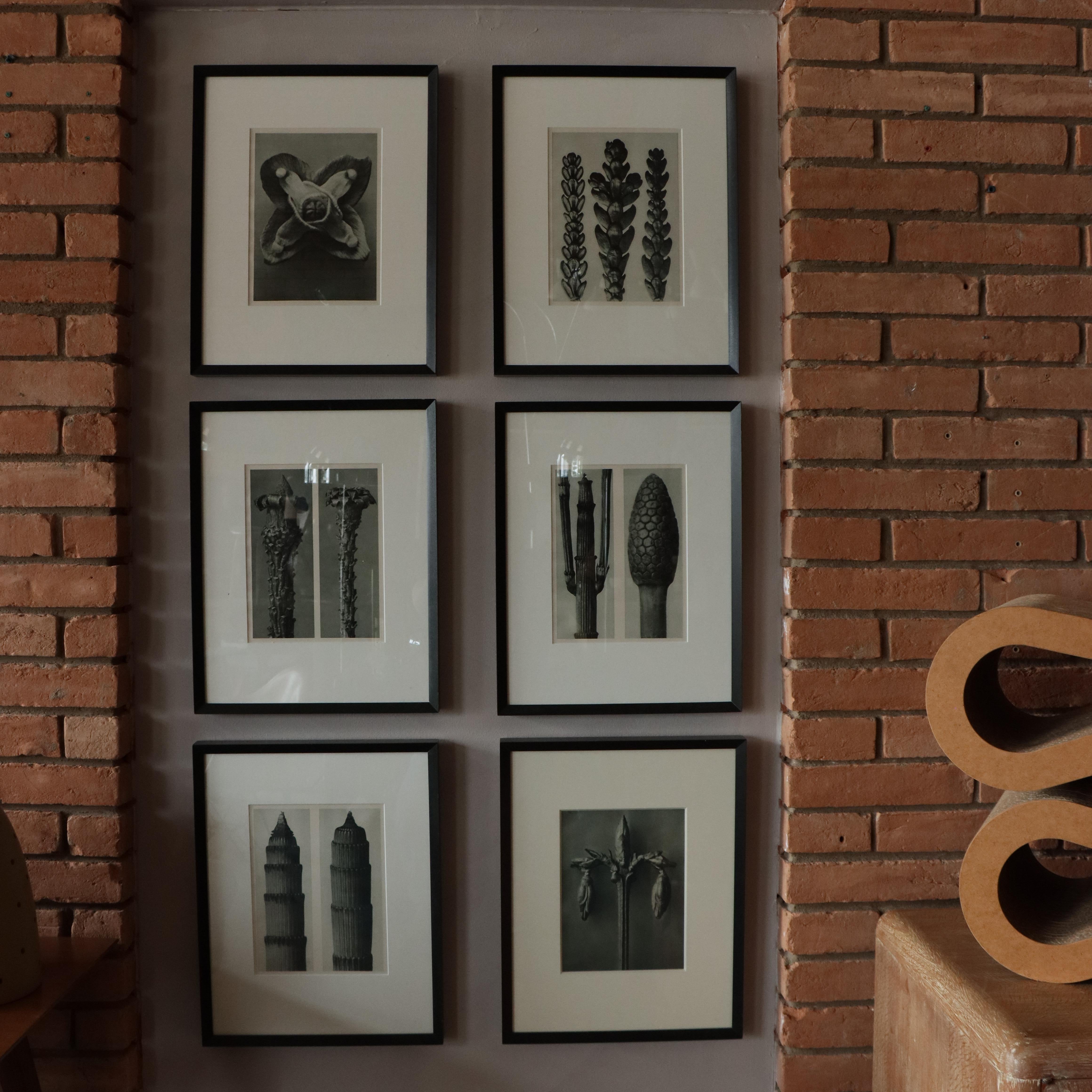 Grouping of six (6) Karl Blossfeldt framed photogravures from the 1942 of the book 'Wunder in der Natur.' Blossfeldt, a German photographer, and sculptor, left a massive mark with his iconic detailed photographs of plants. Shown in the renowned