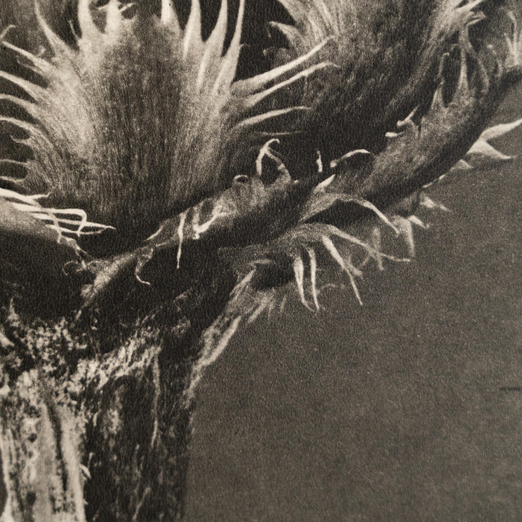 Karl Blossfeldt - Photogravure encadrée : Nature Grace, 1942 en vente 3