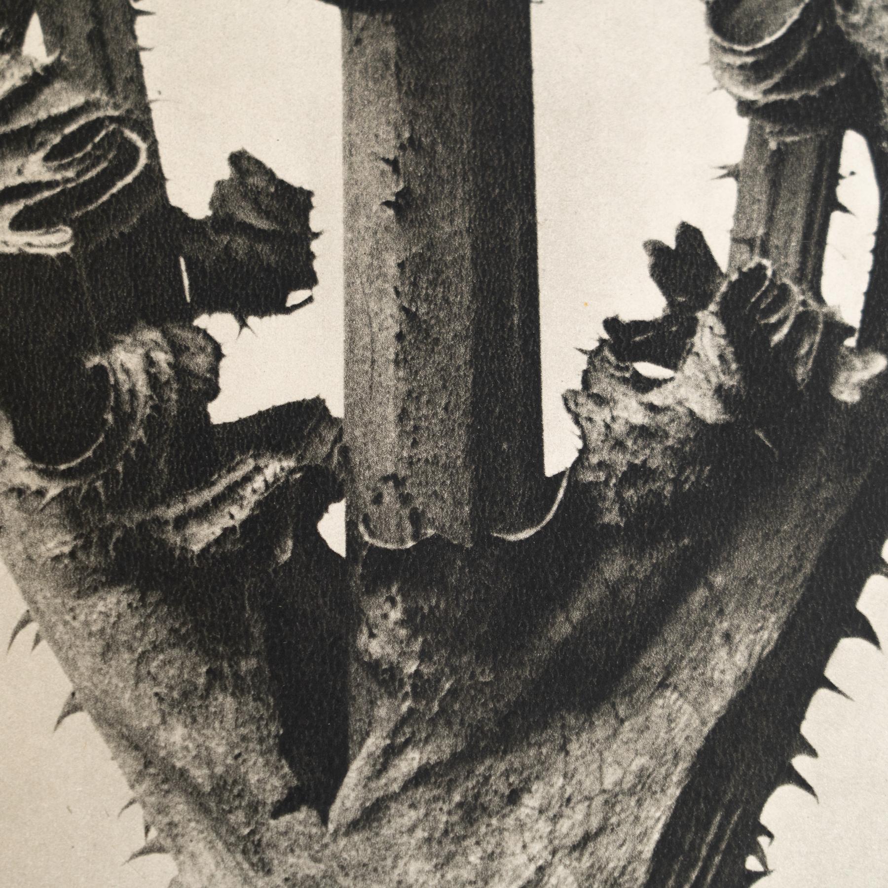 Karl Blossfeldt - Photogravure encadrée : Nature Grace, 1942 en vente 3