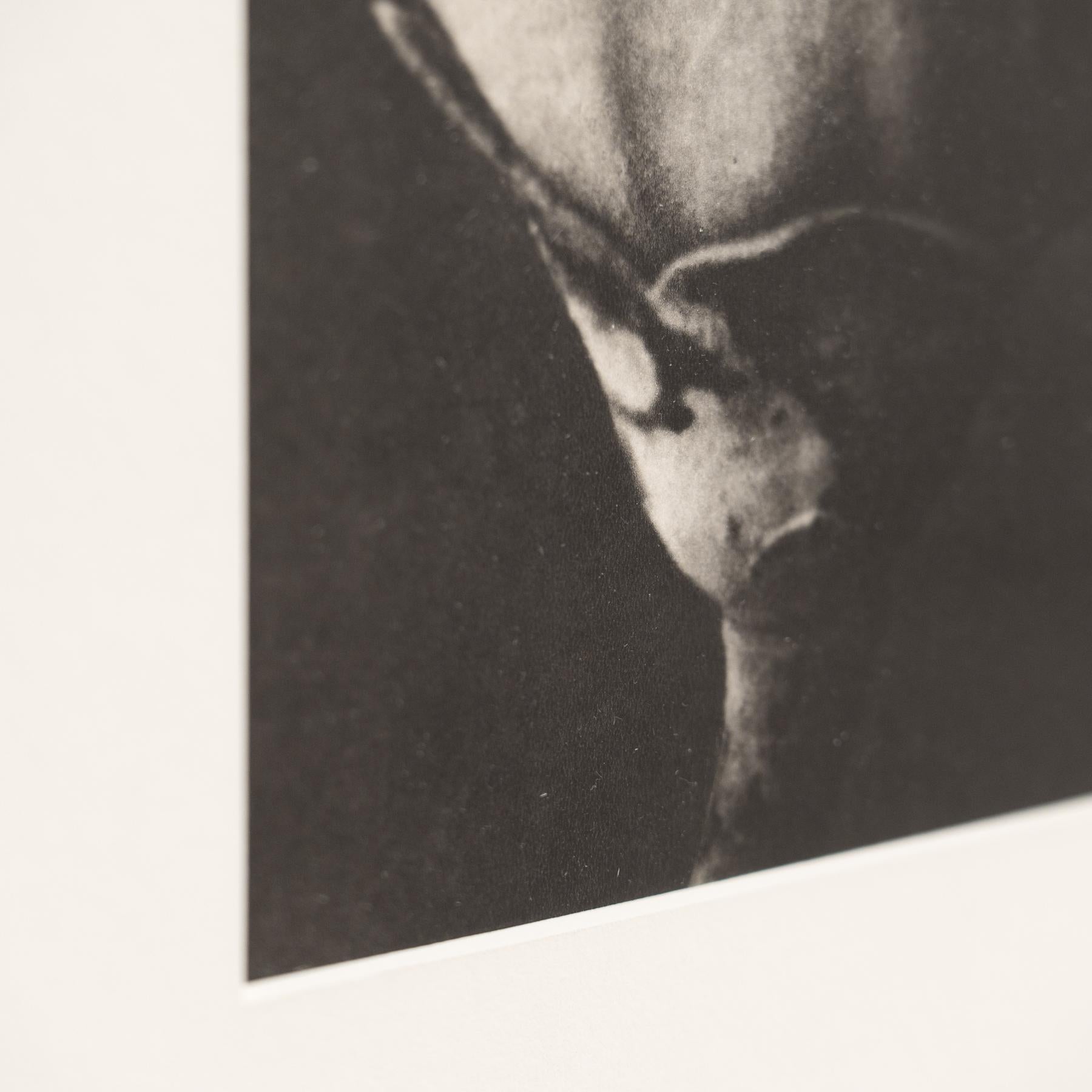 Karl Blossfeldt - Photogravure encadrée : Nature Grace, 1942 en vente 3
