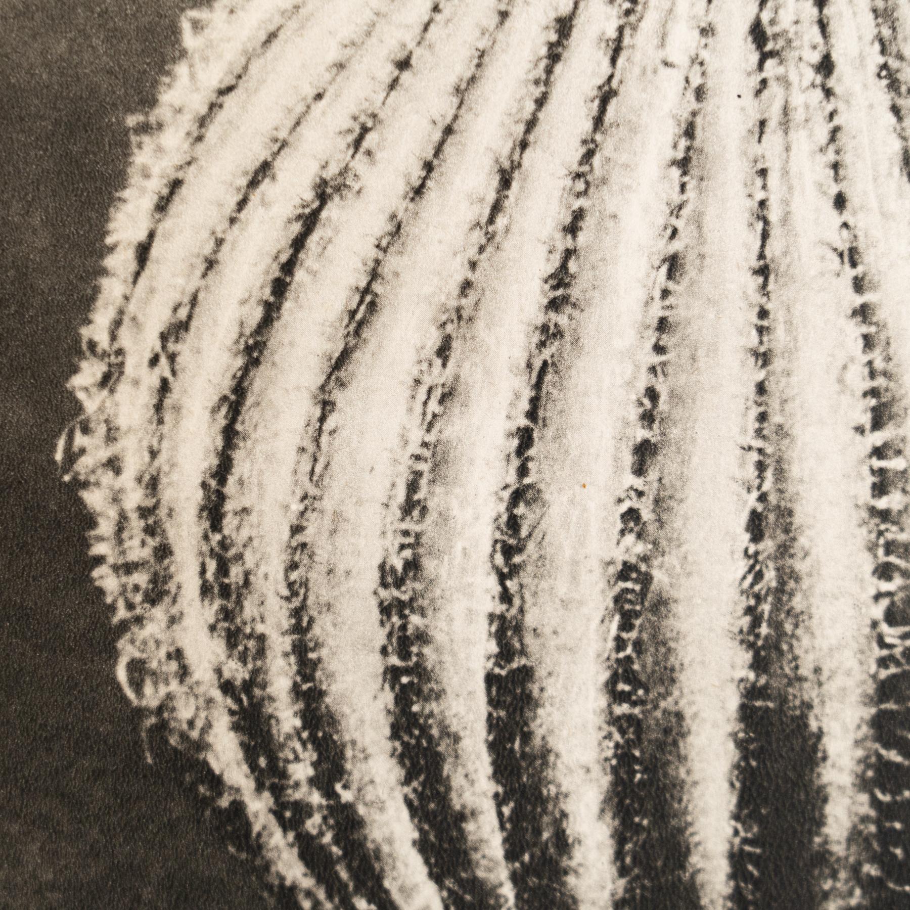 Karl Blossfeldt - Photogravure encadrée : Nature Grace, 1942 en vente 3