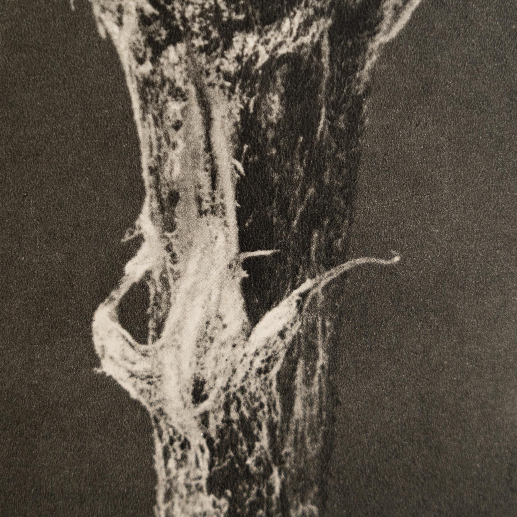 Karl Blossfeldt - Photogravure encadrée : Nature Grace, 1942 en vente 4