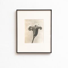 Karl Blossfeldt - Fotoincisione con cornice: Nature Grace, 1942
