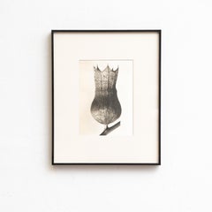 Karl Blossfeldt — Framed Photogravure: Natural Grace, 1942