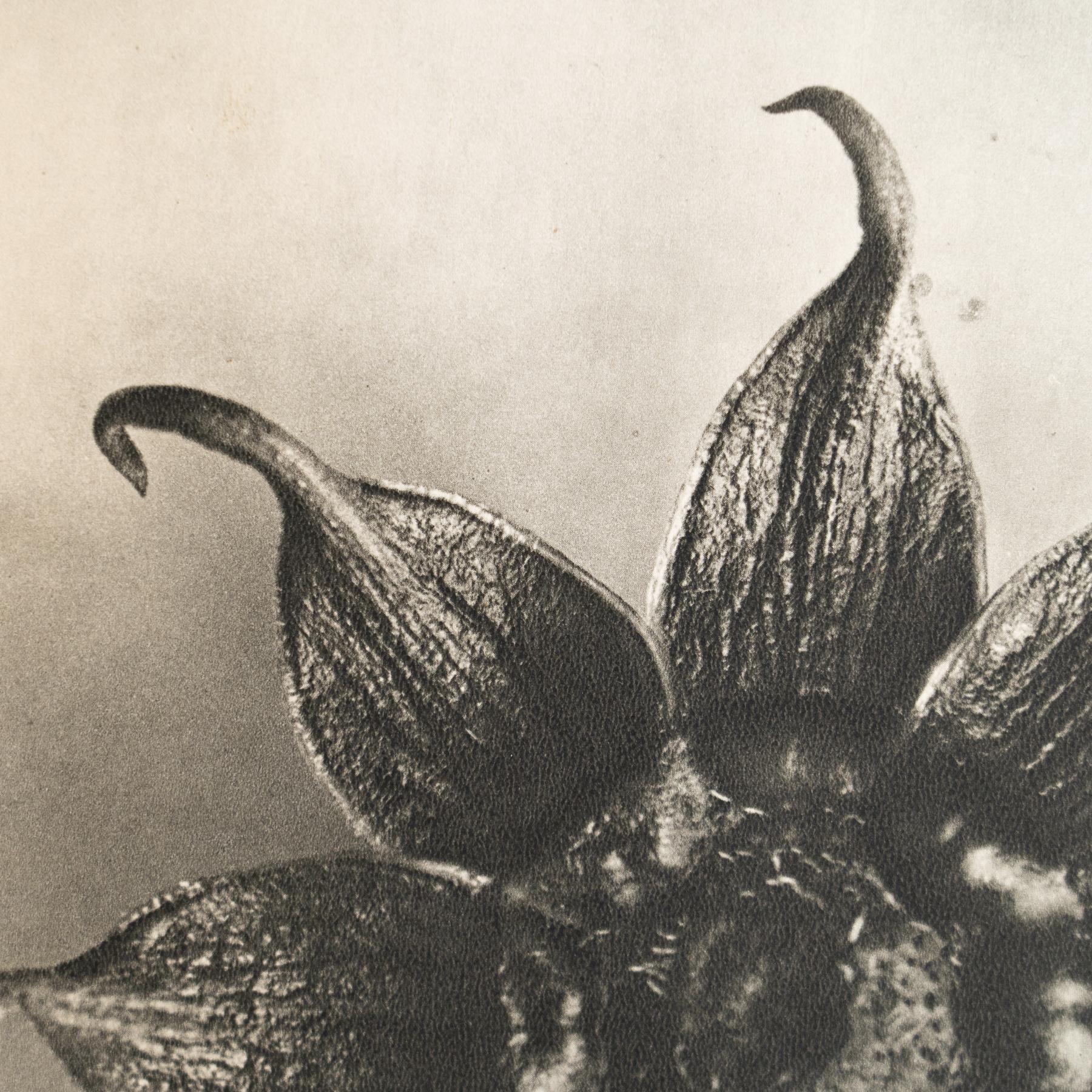 Karl Blossfeldt - Gerahmte Fotogravüre: Natürliche Anmut, 1942

Eine eindrucksvolle Karl-Blossfeldt-Fotogravüre aus der Ausgabe von Wunder in der Natur von 1942.

In seinem Originalzustand zeigt er subtile Gebrauchsspuren, die seine Geschichte