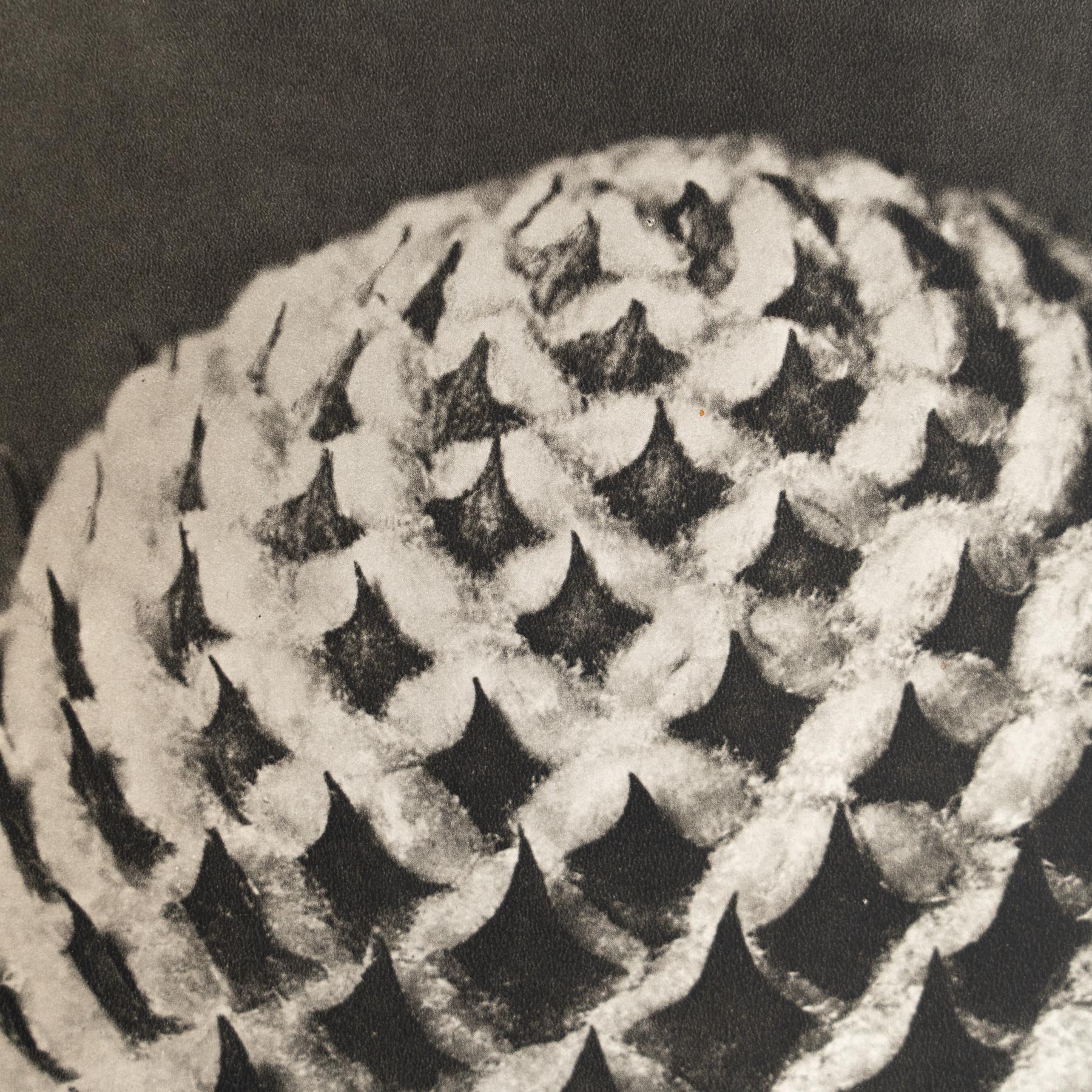 Karl Blossfeldt - Gerahmte Fotogravüre: Natürliche Anmut, 1942

Eine eindrucksvolle Karl-Blossfeldt-Fotogravüre aus der Ausgabe von Wunder in der Natur von 1942.

In seinem Originalzustand zeigt er subtile Gebrauchsspuren, die seine Geschichte