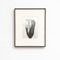 Karl Blossfeldt — Framed Photogravure: Natural Grace, 1942