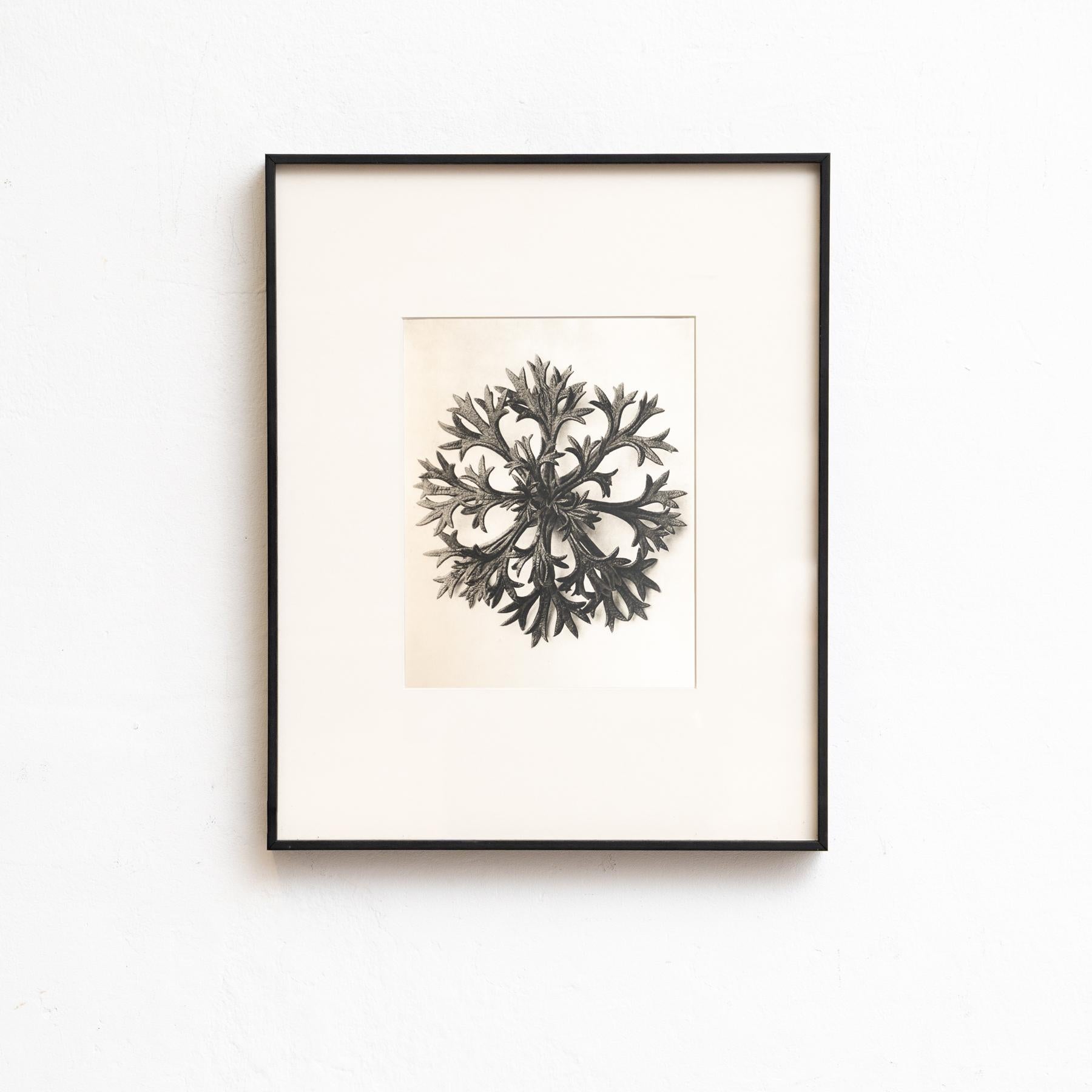 Karl Blossfeldt - Photogravure encadrée : Nature Grace, 1942

Remarquable photogravure de Karl Blossfeldt tirée de l'édition de 1942 de Wunder in der Nature.

Conservant son état d'origine, il présente une usure subtile qui raconte son histoire,