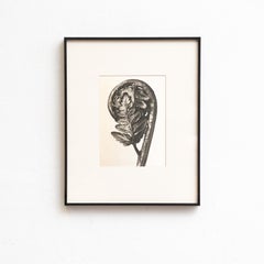 Karl Blossfeldt — Framed Photogravure: Natural Grace, 1942