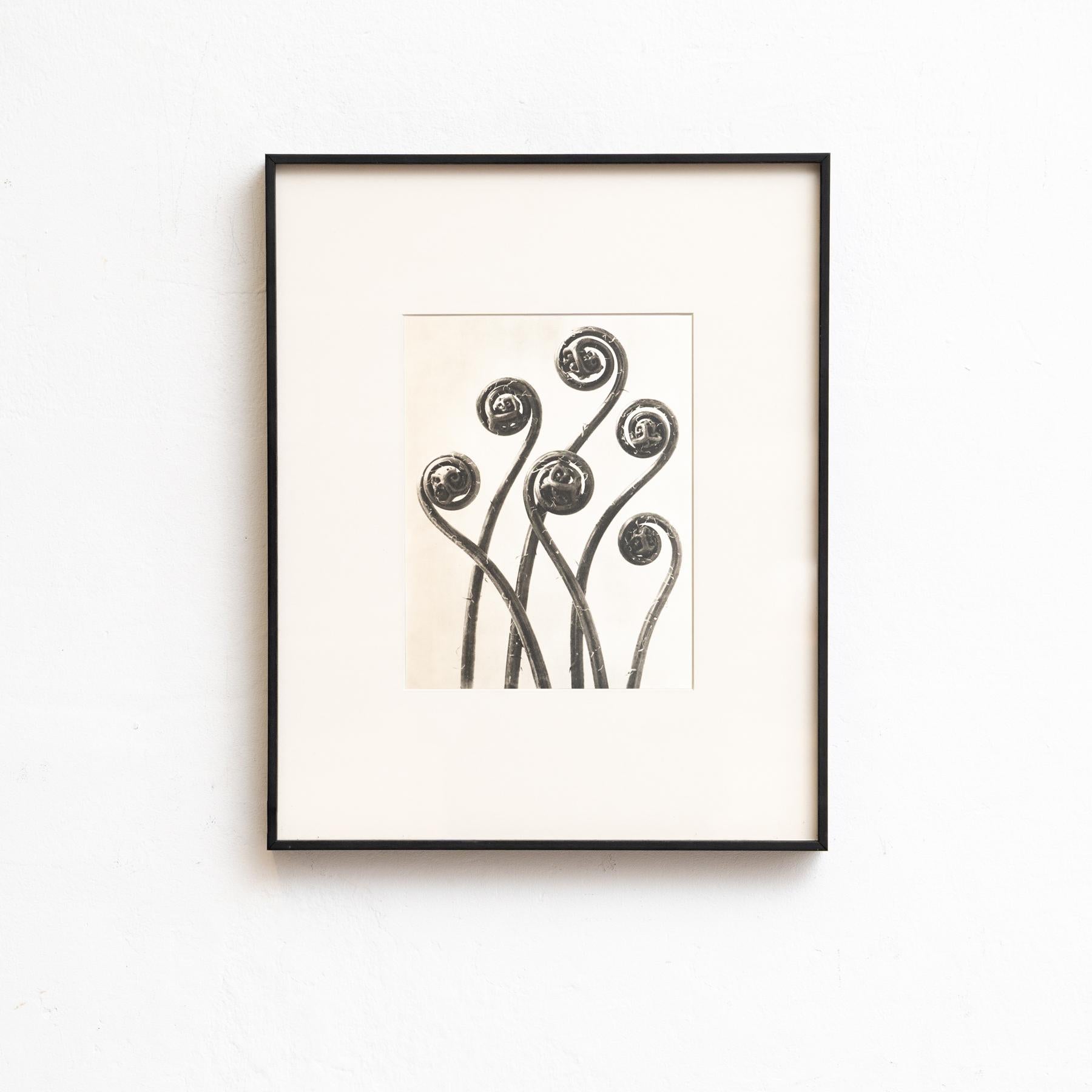 Karl Blossfeldt - Gerahmte Fotogravüre: Natürliche Anmut, 1942

Eine eindrucksvolle Karl-Blossfeldt-Fotogravüre aus der Ausgabe von Wunder in der Natur von 1942.

In seinem Originalzustand zeigt er subtile Gebrauchsspuren, die seine Geschichte