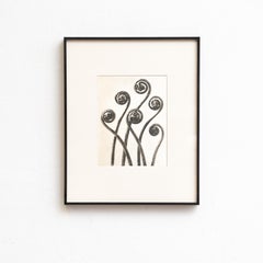 Karl Blossfeldt - Fotoincisione con cornice: Nature Grace, 1942