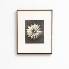 Karl Blossfeldt — Framed Photogravure: Natural Grace, 1942