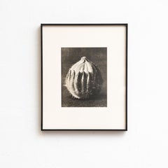 Karl Blossfeldt — Framed Photogravure: Natural Grace, 1942