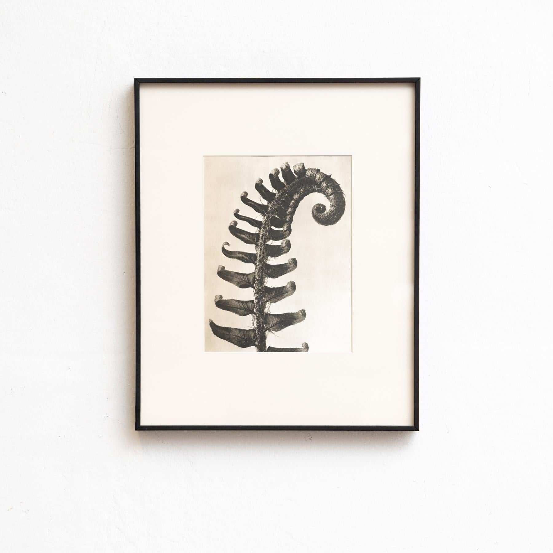 Karl Blossfeldt - Gerahmte Fotogravüre: Natürliche Anmut, 1942

Eine eindrucksvolle Karl-Blossfeldt-Fotogravüre aus der Ausgabe von Wunder in der Natur von 1942.

In seinem Originalzustand zeigt er subtile Gebrauchsspuren, die seine Geschichte