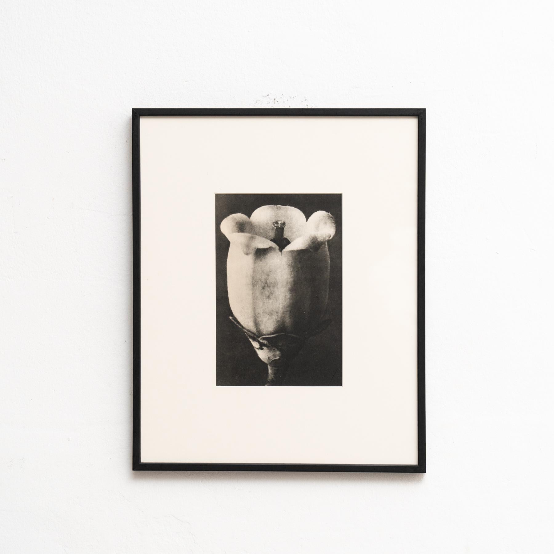 Karl Blossfeldt - Photogravure encadrée : Nature Grace, 1942

Remarquable photogravure de Karl Blossfeldt tirée de l'édition de 1942 de Wunder in der Nature.

Conservant son état d'origine, il présente une usure subtile qui raconte son histoire,