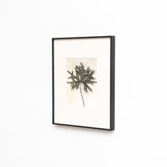 Karl Blossfeldt — Framed Photogravure: Natural Grace, 1942