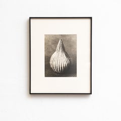 Karl Blossfeldt — Framed Photogravure: Natural Grace, 1942