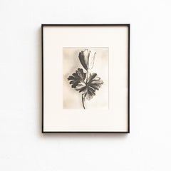 Karl Blossfeldt - Fotoincisione con cornice: Nature Grace, 1942