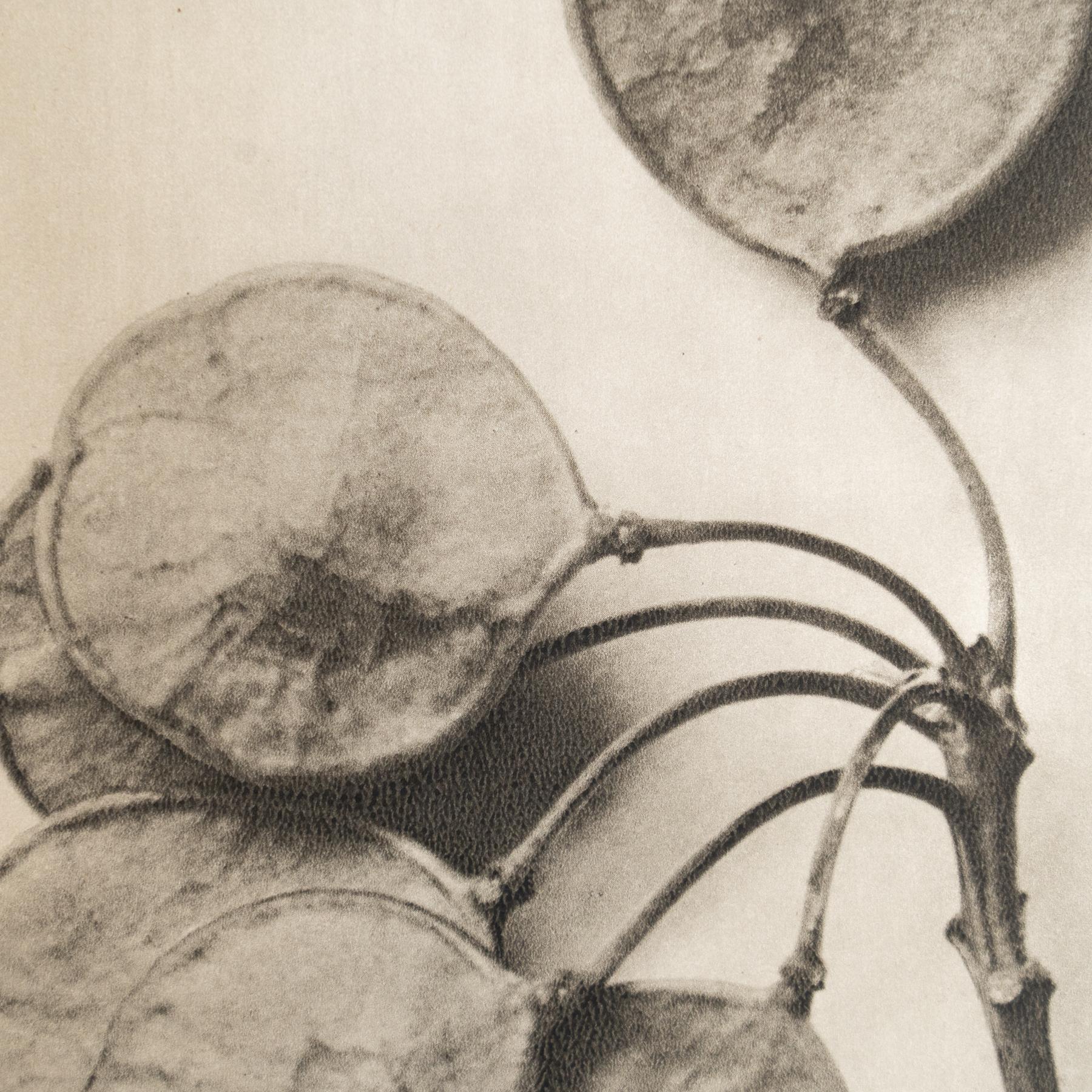 Karl Blossfeldt - Photogravure encadrée : Nature Grace, 1942

Remarquable photogravure de Karl Blossfeldt tirée de l'édition de 1942 de Wunder in der Nature.

Conservant son état d'origine, il présente une usure subtile qui raconte son histoire,