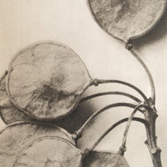 Karl Blossfeldt - Fotoincisione con cornice: Nature Grace, 1942