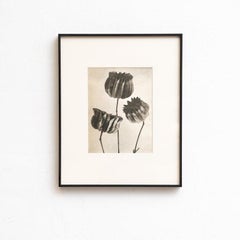 Karl Blossfeldt - Photogravure encadrée : Nature Grace, 1942