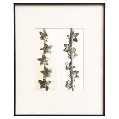 Karl Blossfeldt - Photogravure encadrée : Nature Grace, 1942