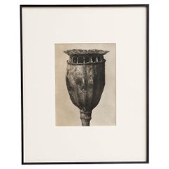 Karl Blossfeldt - Fotoincisione con cornice: Nature Grace, 1942