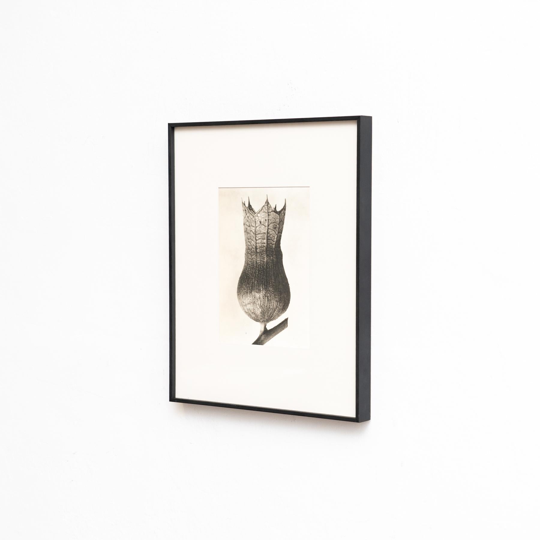 Mid-Century Modern Karl Blossfeldt - Photogravure encadrée : Nature Grace, 1942 en vente