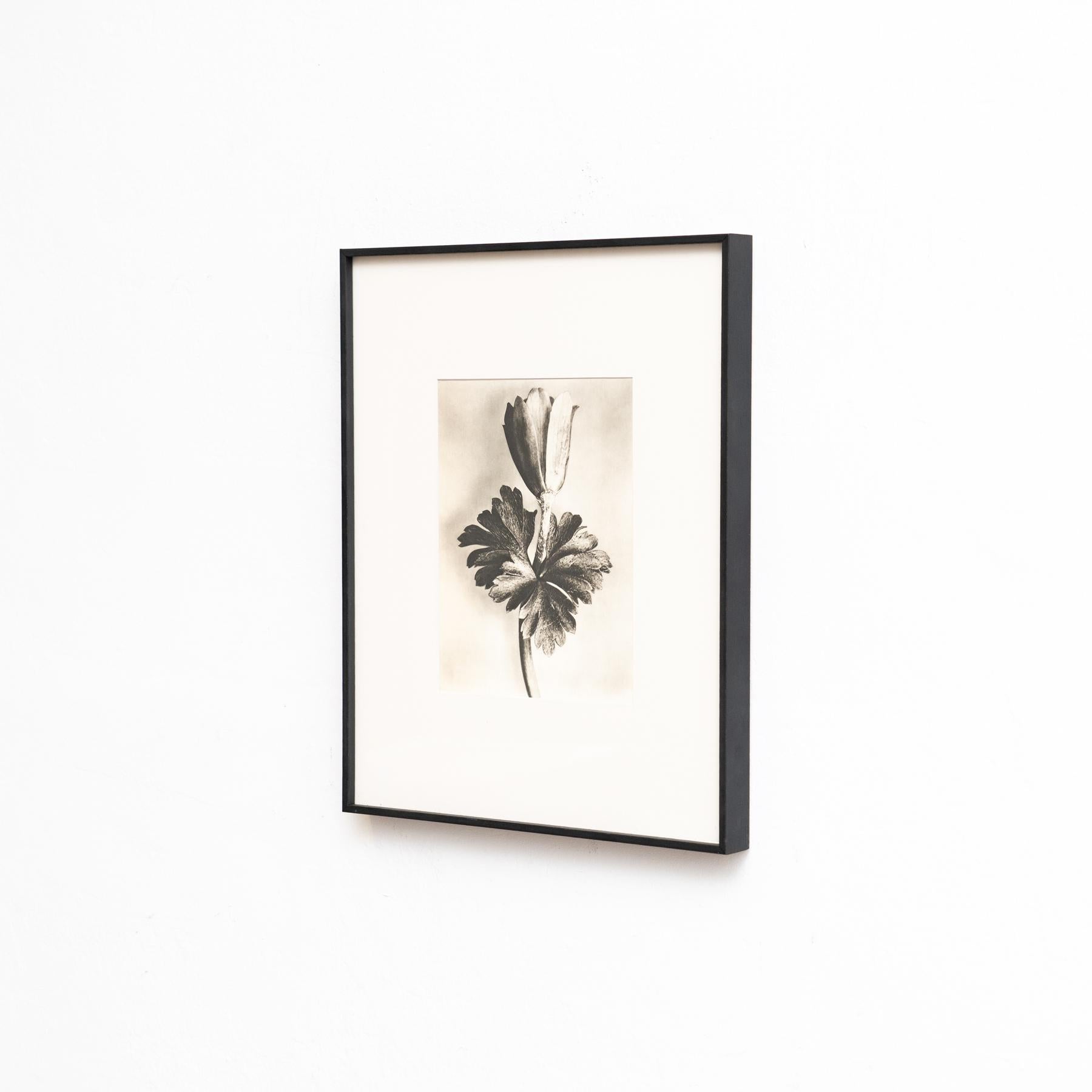 Mid-Century Modern Karl Blossfeldt - Photogravure encadrée : Nature Grace, 1942 en vente