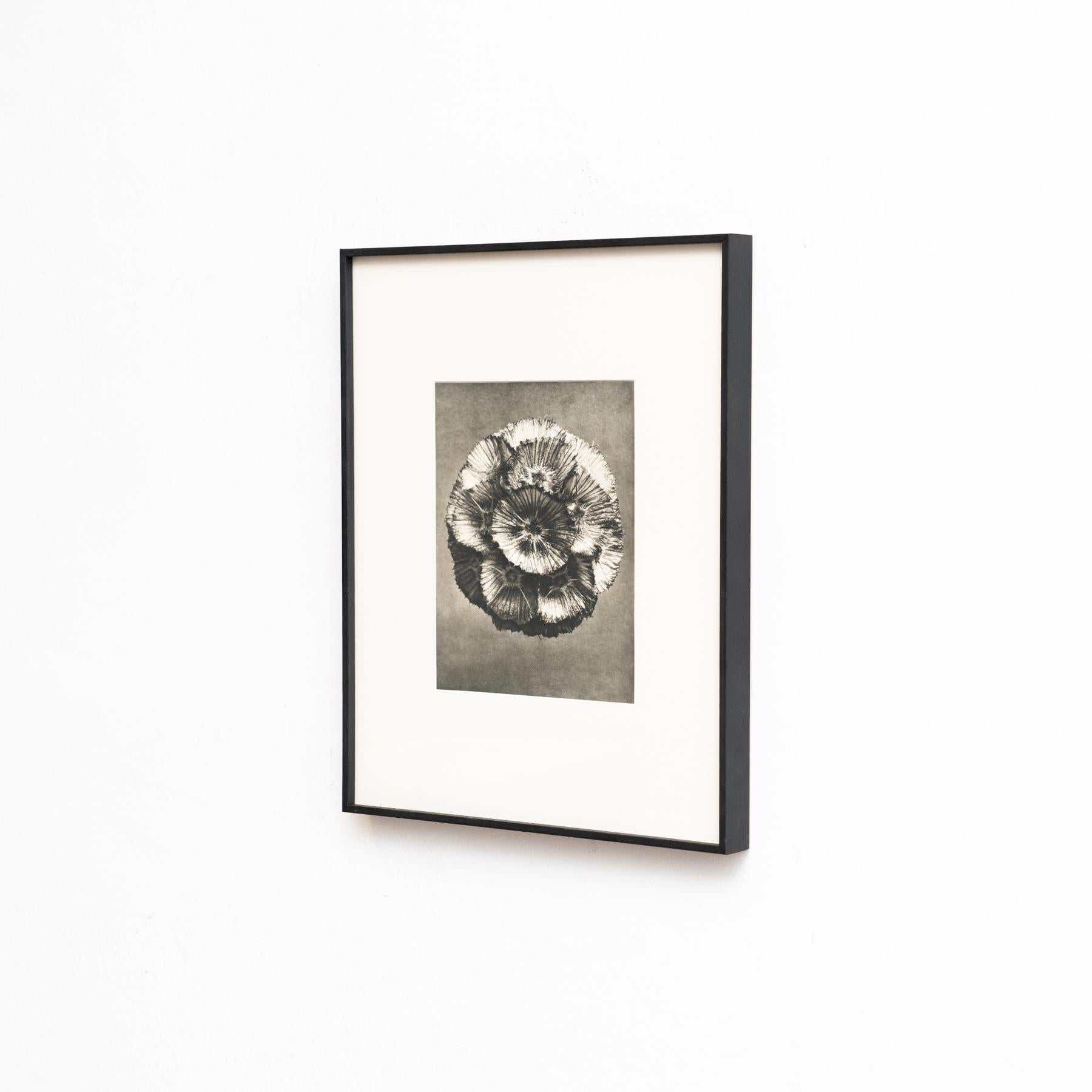 Mid-Century Modern Karl Blossfeldt - Photogravure encadrée : Nature Grace, 1942 en vente