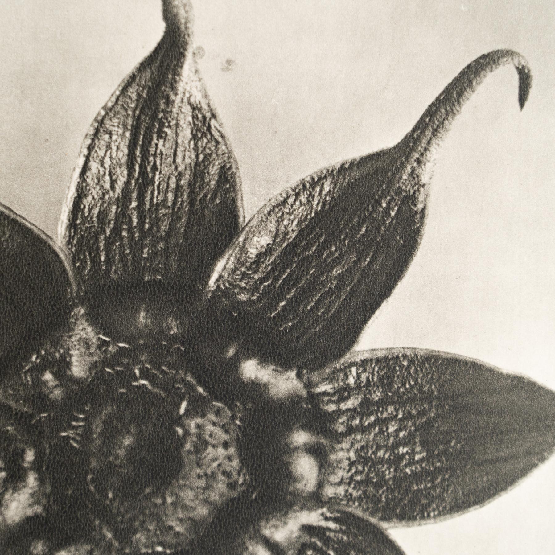 Karl Blossfeldt - Gerahmte Fotogravüre: Natürliche Anmut, 1942 (Moderne der Mitte des Jahrhunderts) im Angebot
