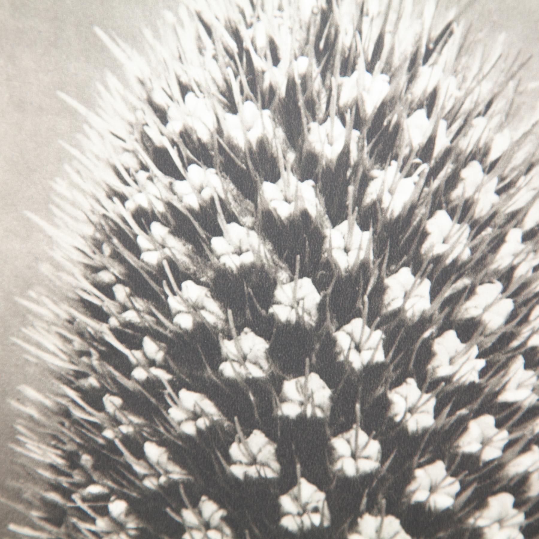 Karl Blossfeldt - Gerahmte Fotogravüre: Natürliche Anmut, 1942 (Moderne der Mitte des Jahrhunderts) im Angebot