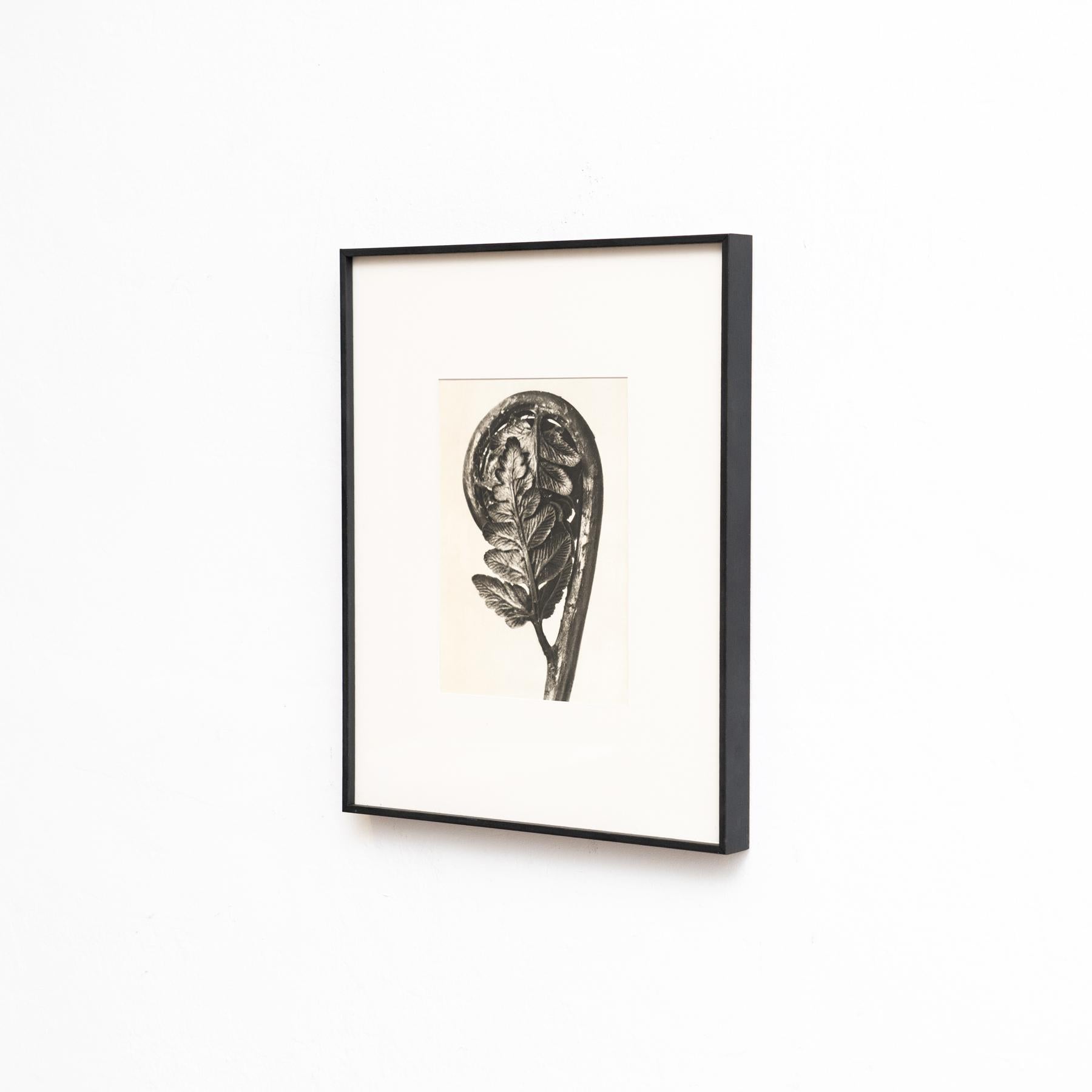 Mid-Century Modern Karl Blossfeldt - Photogravure encadrée : Nature Grace, 1942 en vente