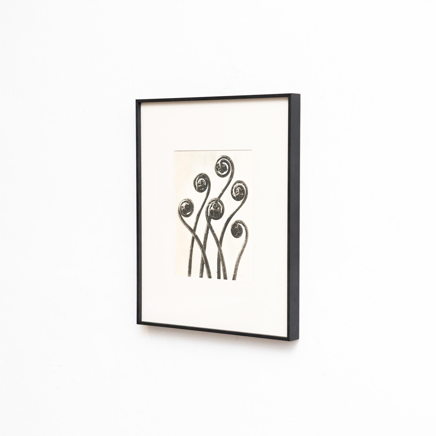 Karl Blossfeldt - Gerahmte Fotogravüre: Natürliche Anmut, 1942 (Moderne der Mitte des Jahrhunderts) im Angebot