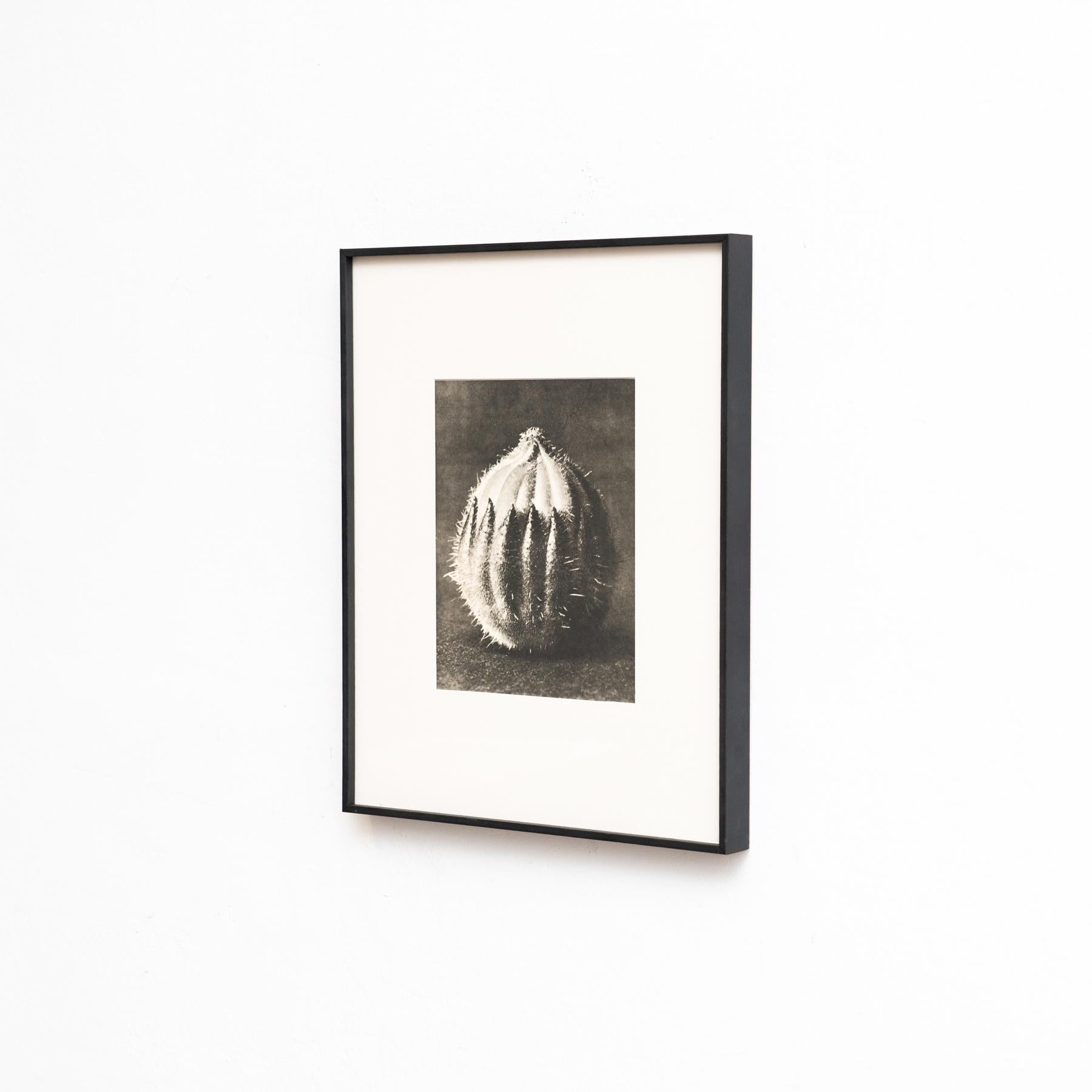 Mid-Century Modern Karl Blossfeldt - Photogravure encadrée : Nature Grace, 1942 en vente