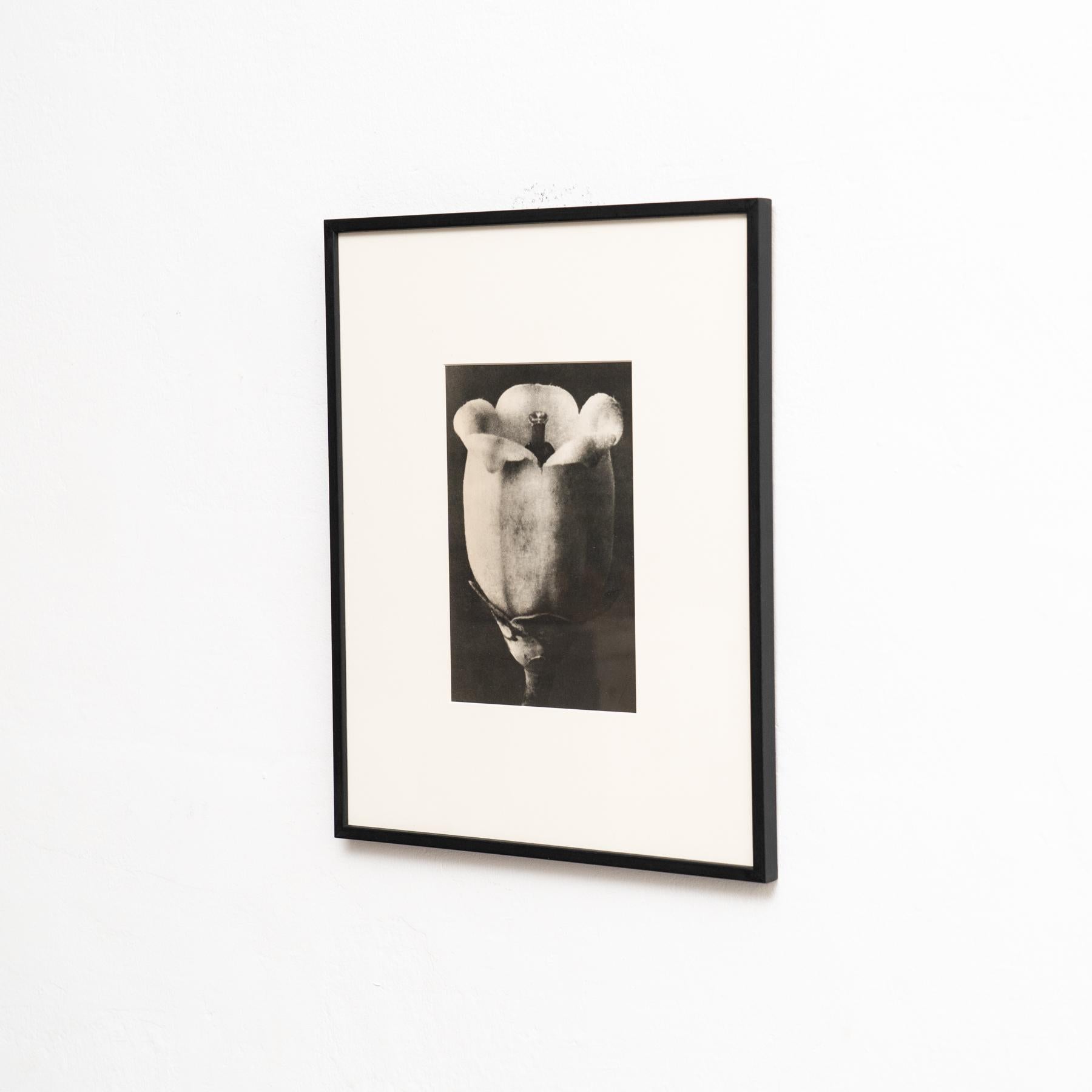Mid-Century Modern Karl Blossfeldt - Photogravure encadrée : Nature Grace, 1942 en vente