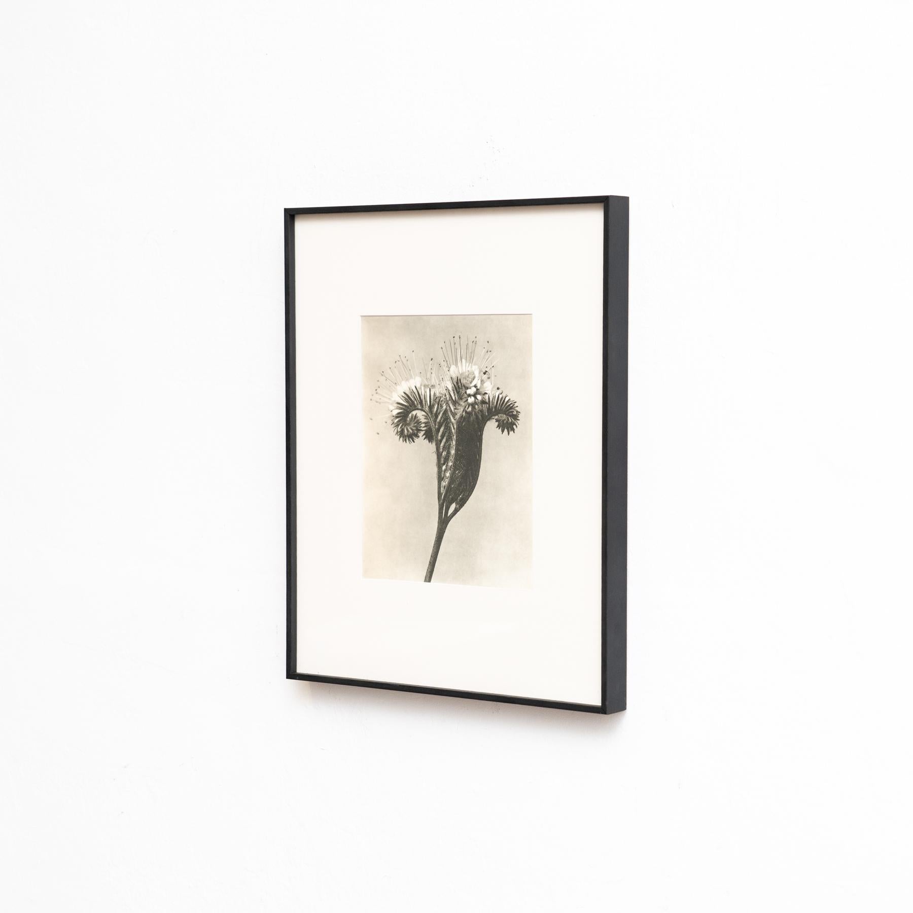 Mid-Century Modern Karl Blossfeldt - Photogravure encadrée : Nature Grace, 1942 en vente
