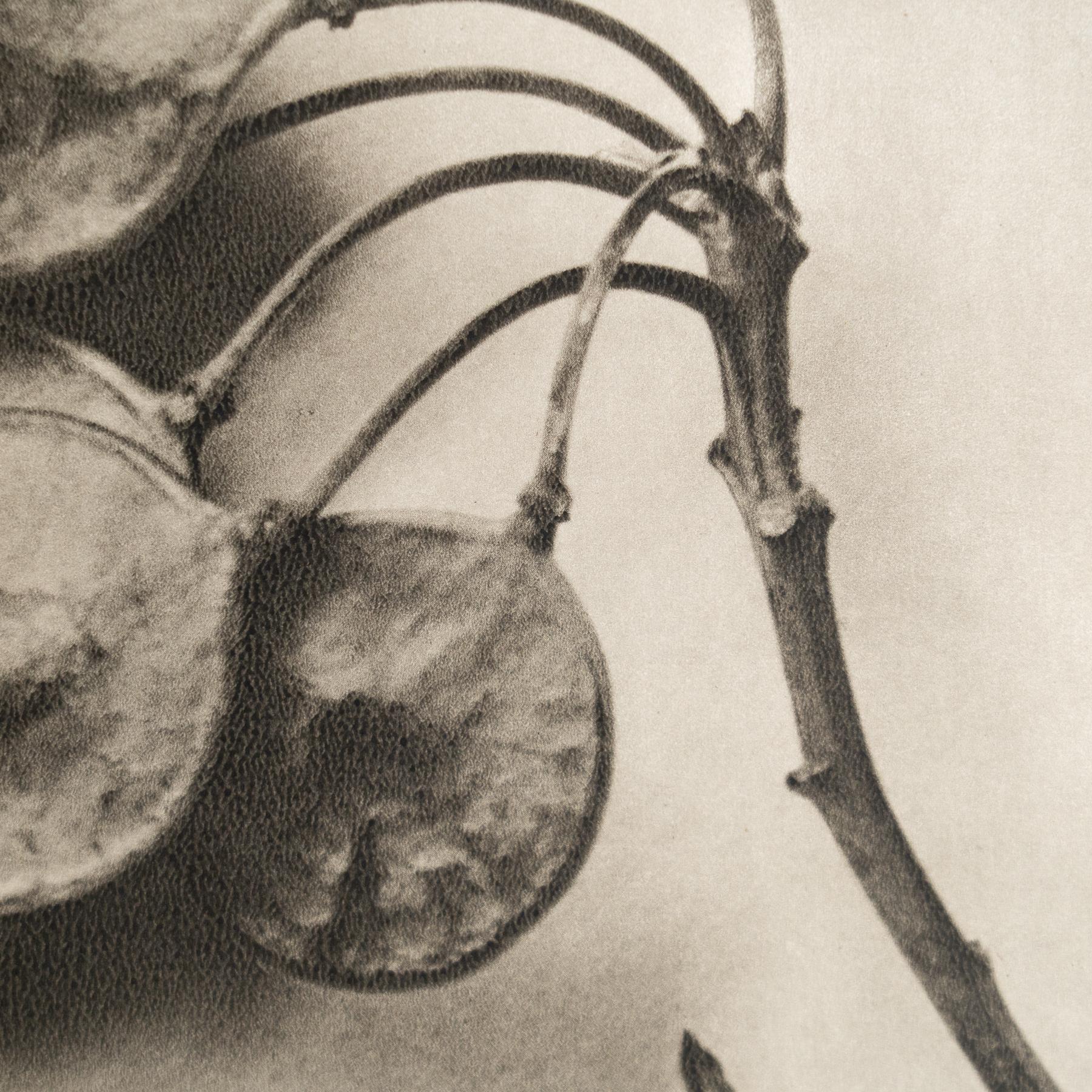 Mid-Century Modern Karl Blossfeldt - Photogravure encadrée : Nature Grace, 1942 en vente