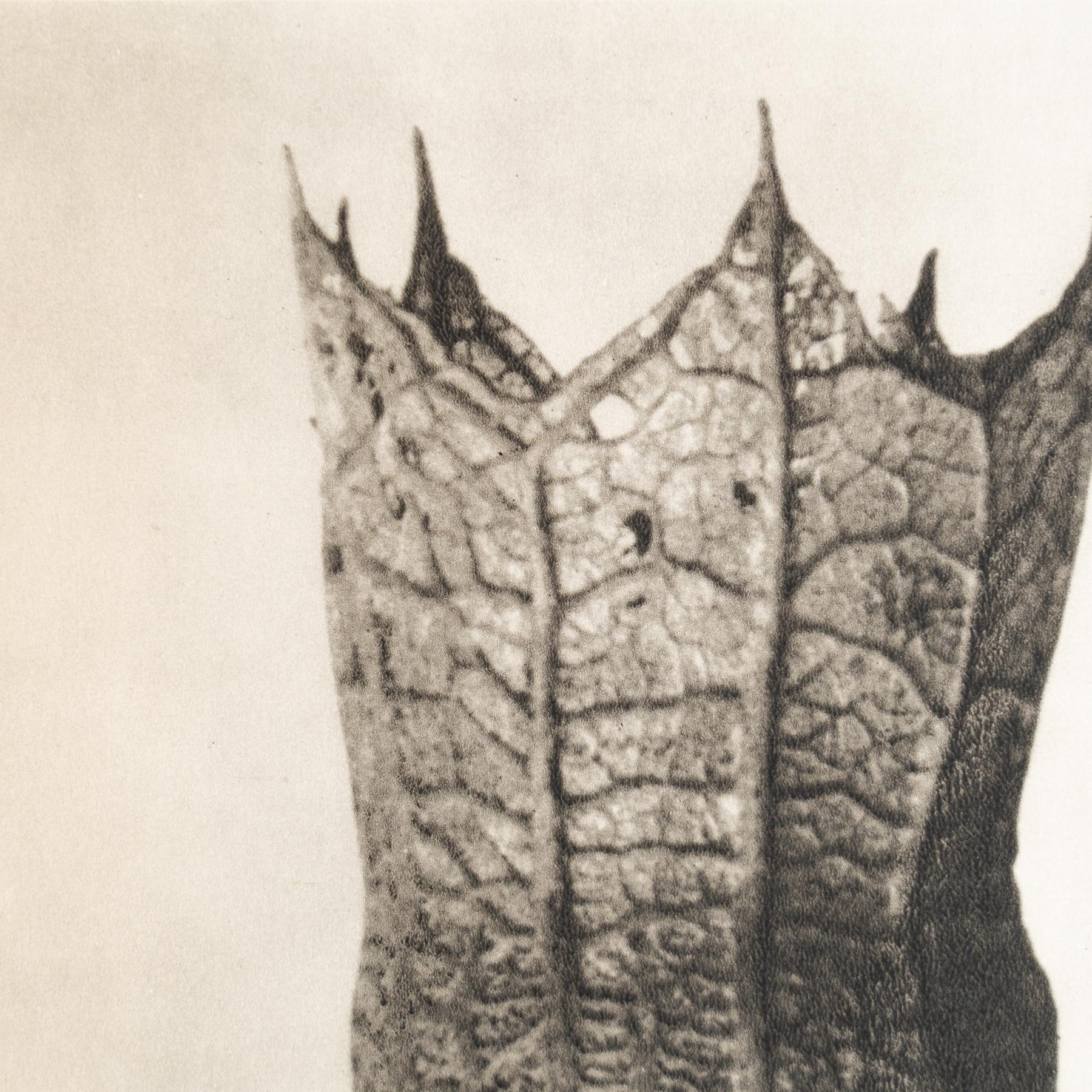 Allemand Karl Blossfeldt - Photogravure encadrée : Nature Grace, 1942 en vente