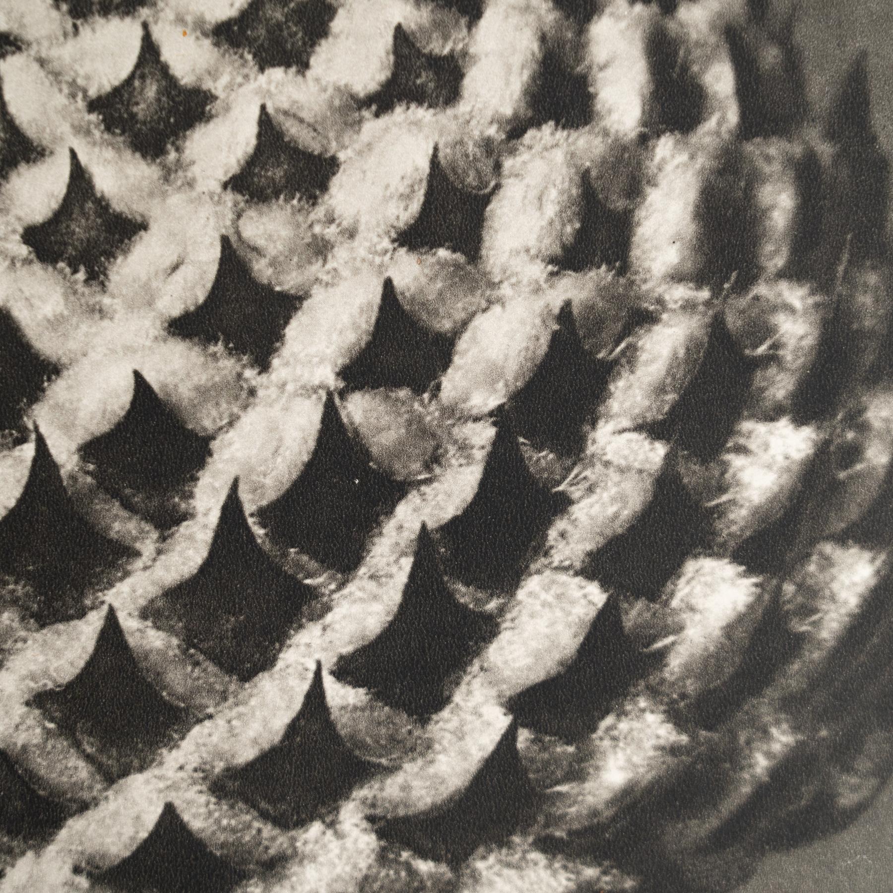 Karl Blossfeldt - Gerahmte Fotogravüre: Natürliche Anmut, 1942 (Deutsch) im Angebot