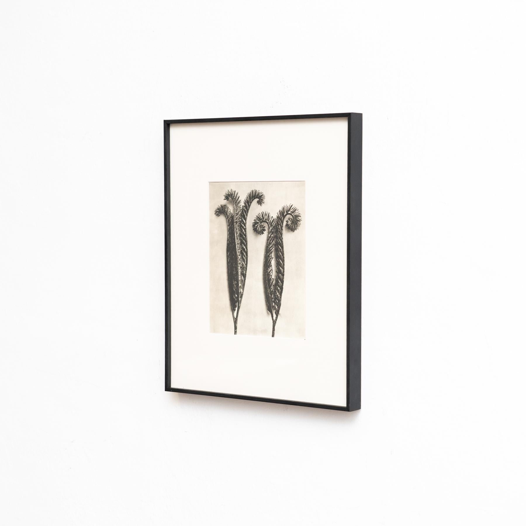 Karl Blossfeldt - Gerahmte Fotogravüre: Natürliche Anmut, 1942 (Deutsch) im Angebot