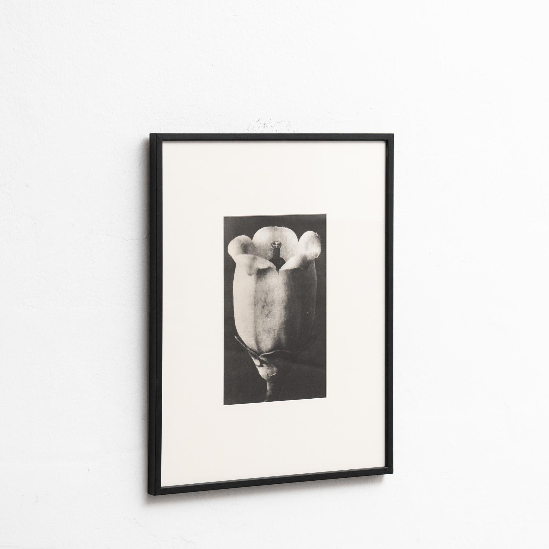 Allemand Karl Blossfeldt - Photogravure encadrée : Nature Grace, 1942 en vente