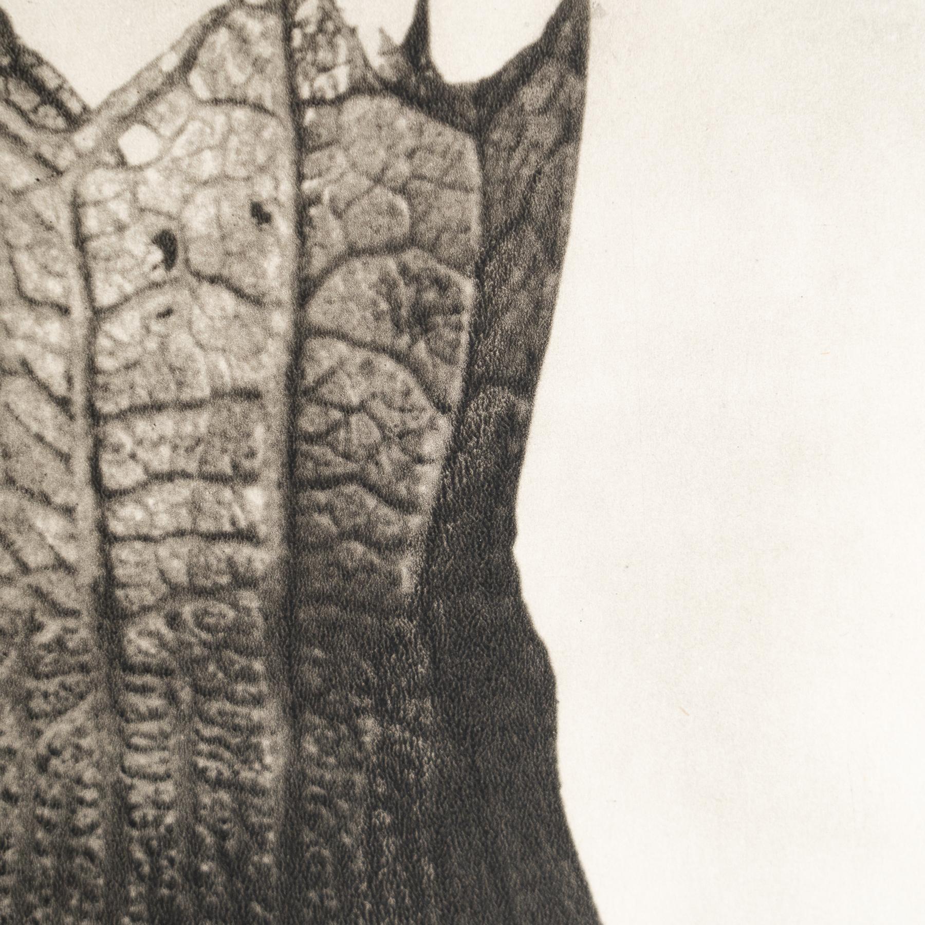 Karl Blossfeldt - Photogravure encadrée : Nature Grace, 1942 Bon état - En vente à Barcelona, ES