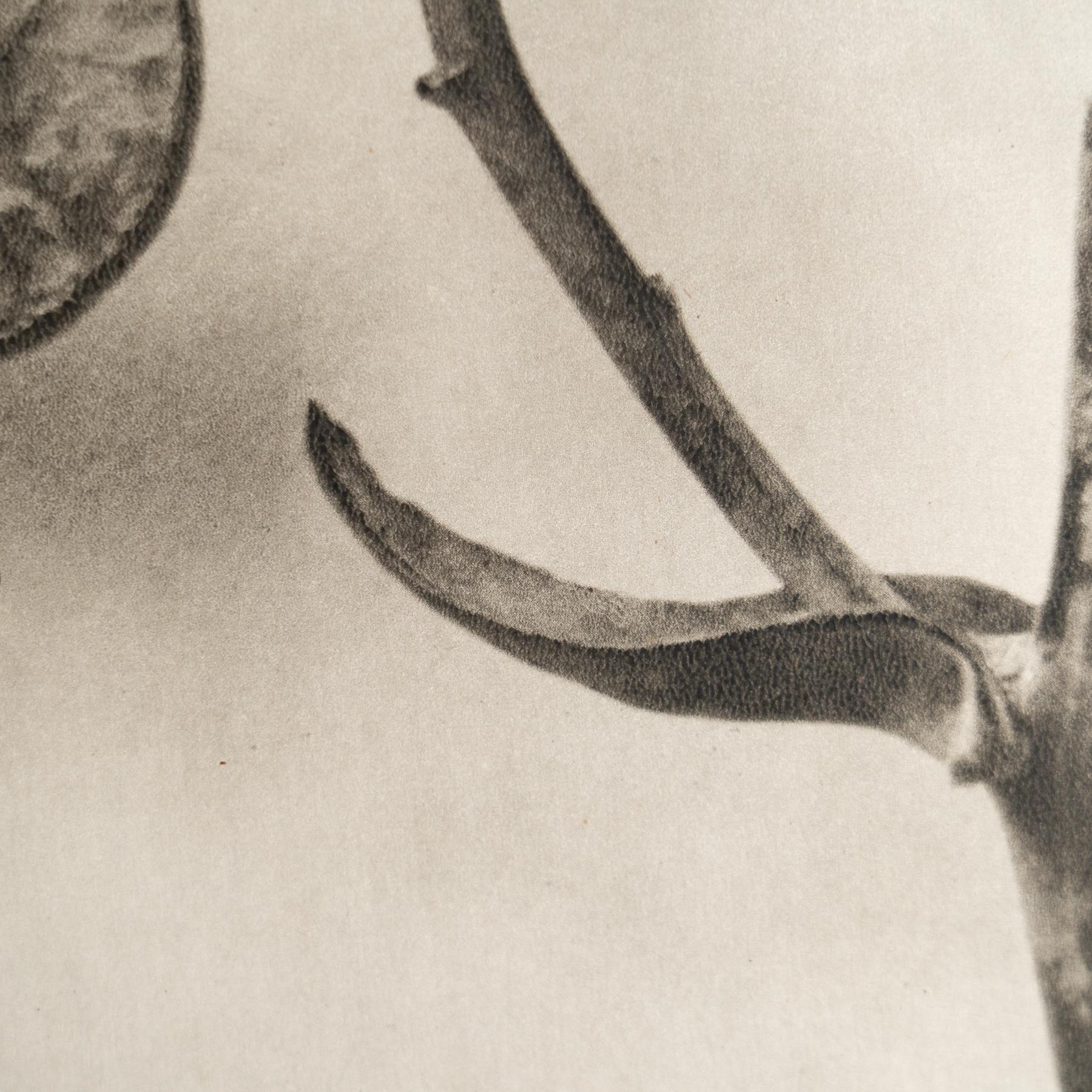Karl Blossfeldt - Photogravure encadrée : Nature Grace, 1942 Bon état - En vente à Barcelona, ES