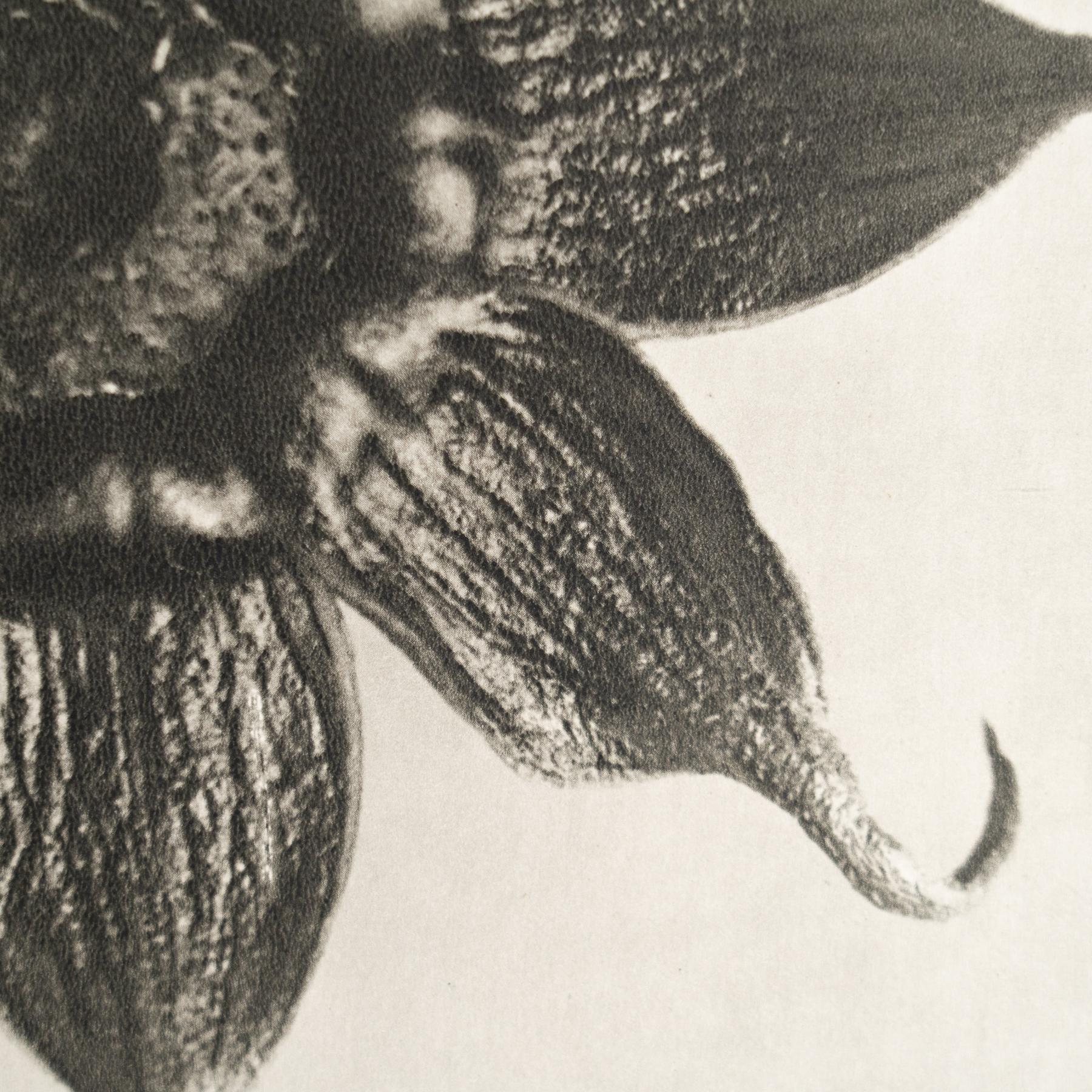 Karl Blossfeldt - Gerahmte Fotogravüre: Natürliche Anmut, 1942 im Zustand „Gut“ im Angebot in Barcelona, ES