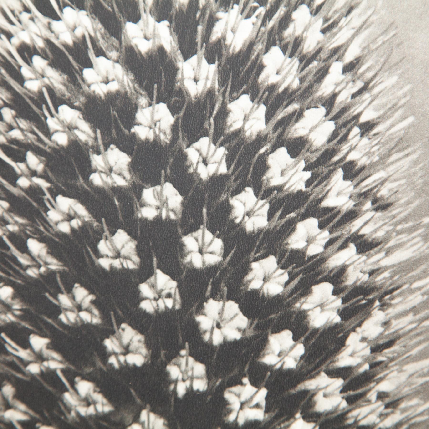 Karl Blossfeldt - Gerahmte Fotogravüre: Natürliche Anmut, 1942 im Zustand „Gut“ im Angebot in Barcelona, ES