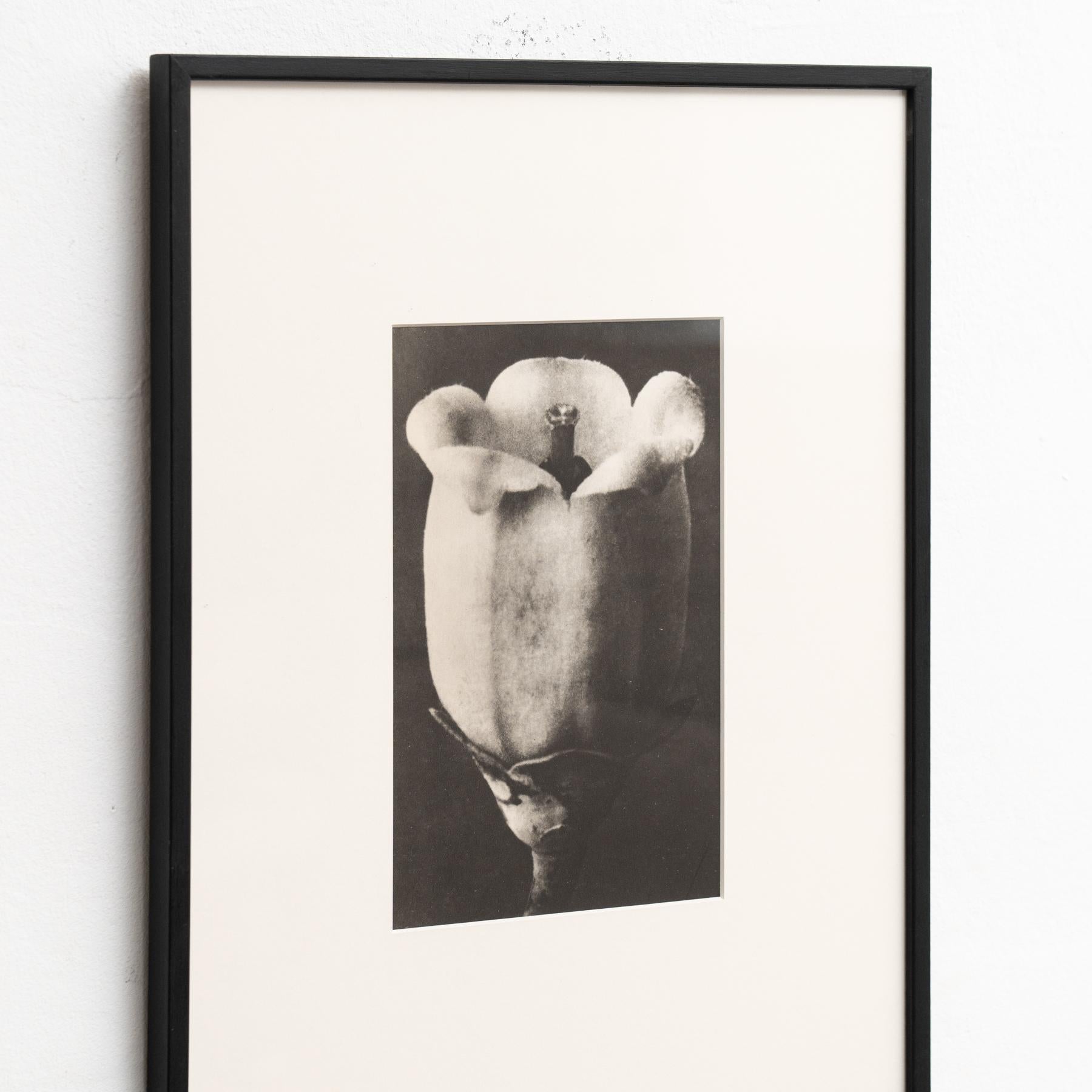 Karl Blossfeldt - Photogravure encadrée : Nature Grace, 1942 Bon état - En vente à Barcelona, ES