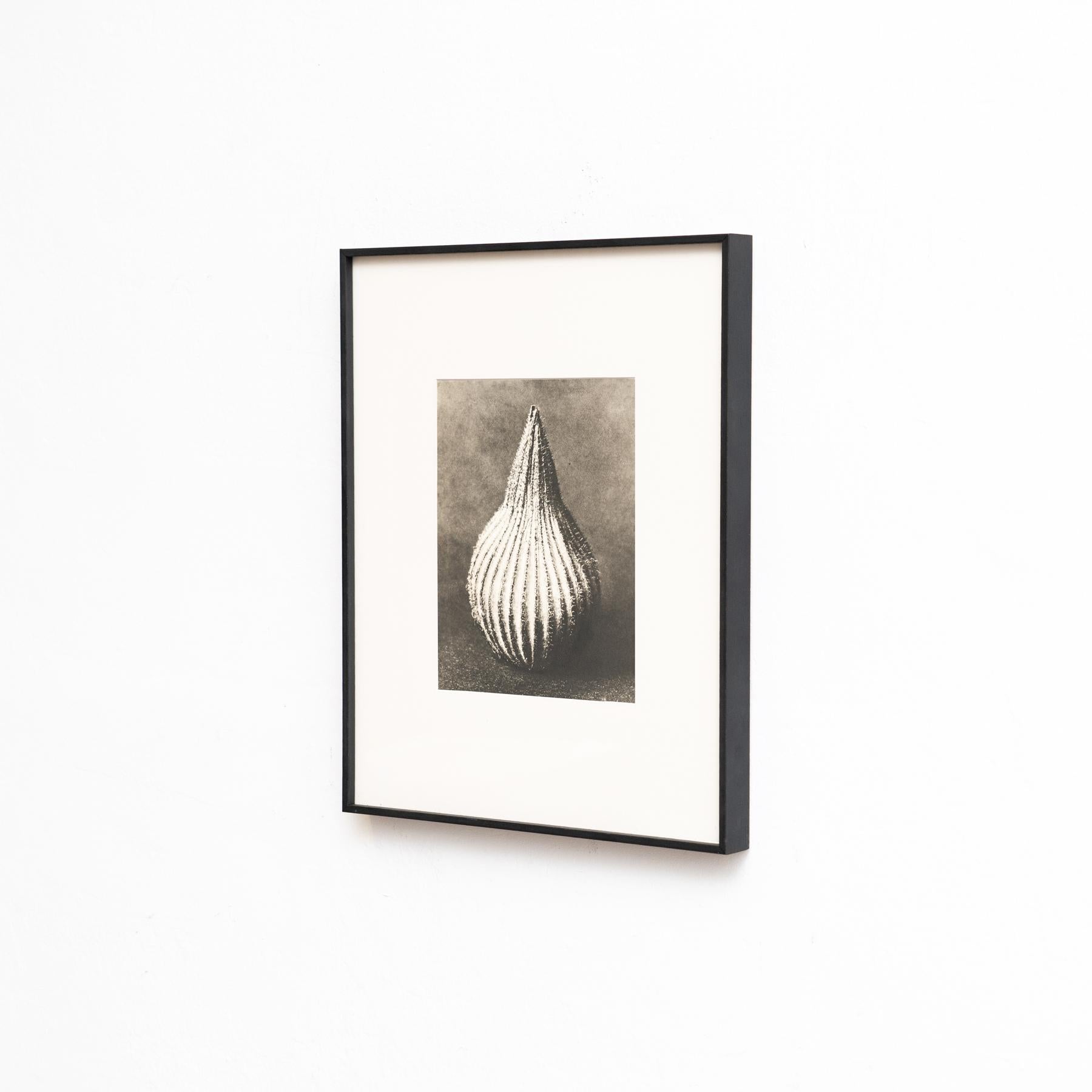 Karl Blossfeldt - Photogravure encadrée : Nature Grace, 1942 Bon état - En vente à Barcelona, ES