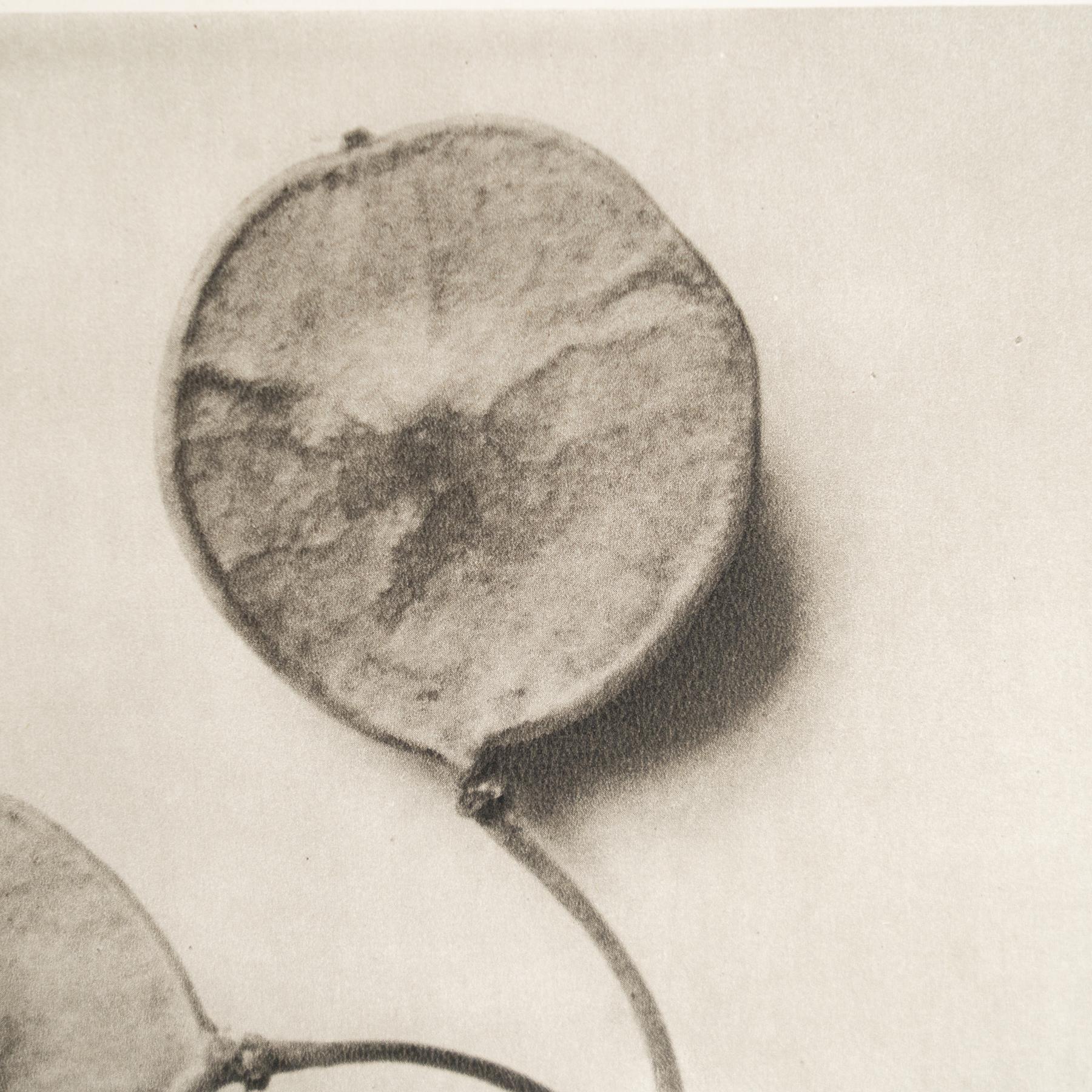 Karl Blossfeldt - Photogravure encadrée : Nature Grace, 1942 Bon état - En vente à Barcelona, ES