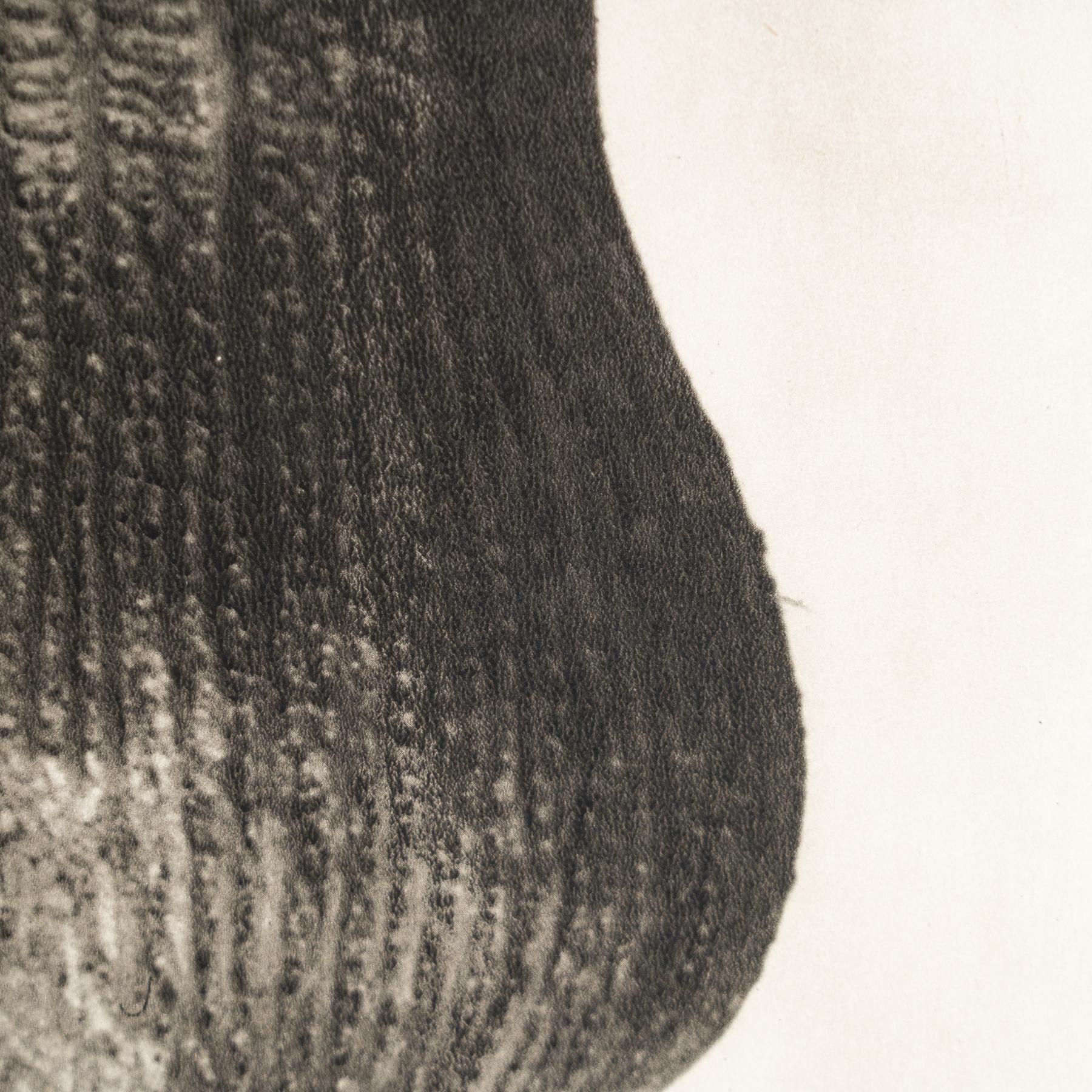 Milieu du XXe siècle Karl Blossfeldt - Photogravure encadrée : Nature Grace, 1942 en vente